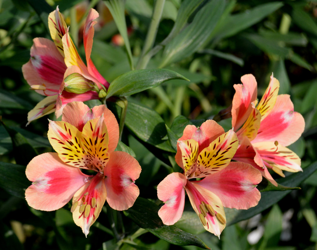 Alstromeria (Inca Lilies) - Tambookie Flowers